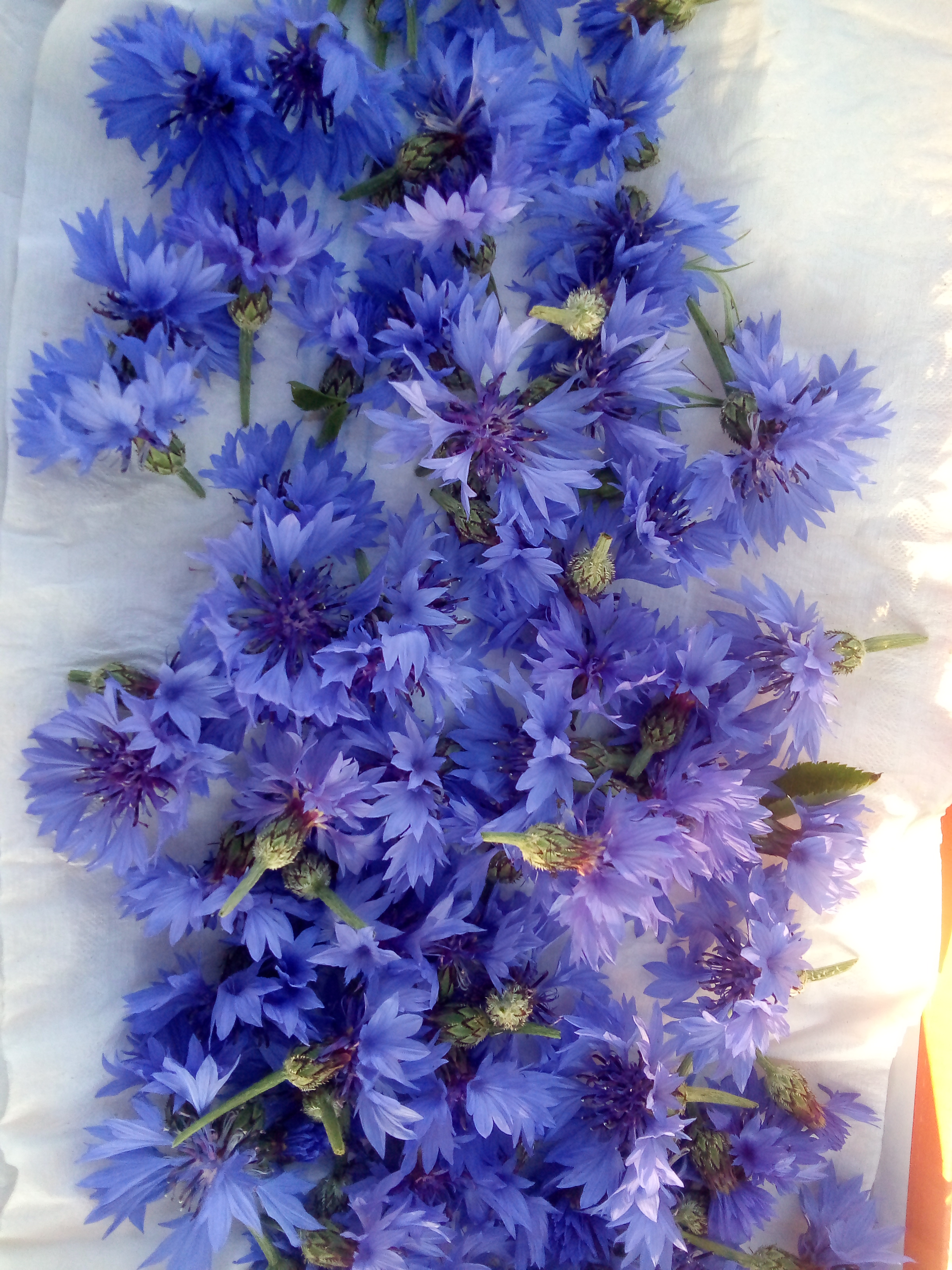 bleuet fleurs en bouton